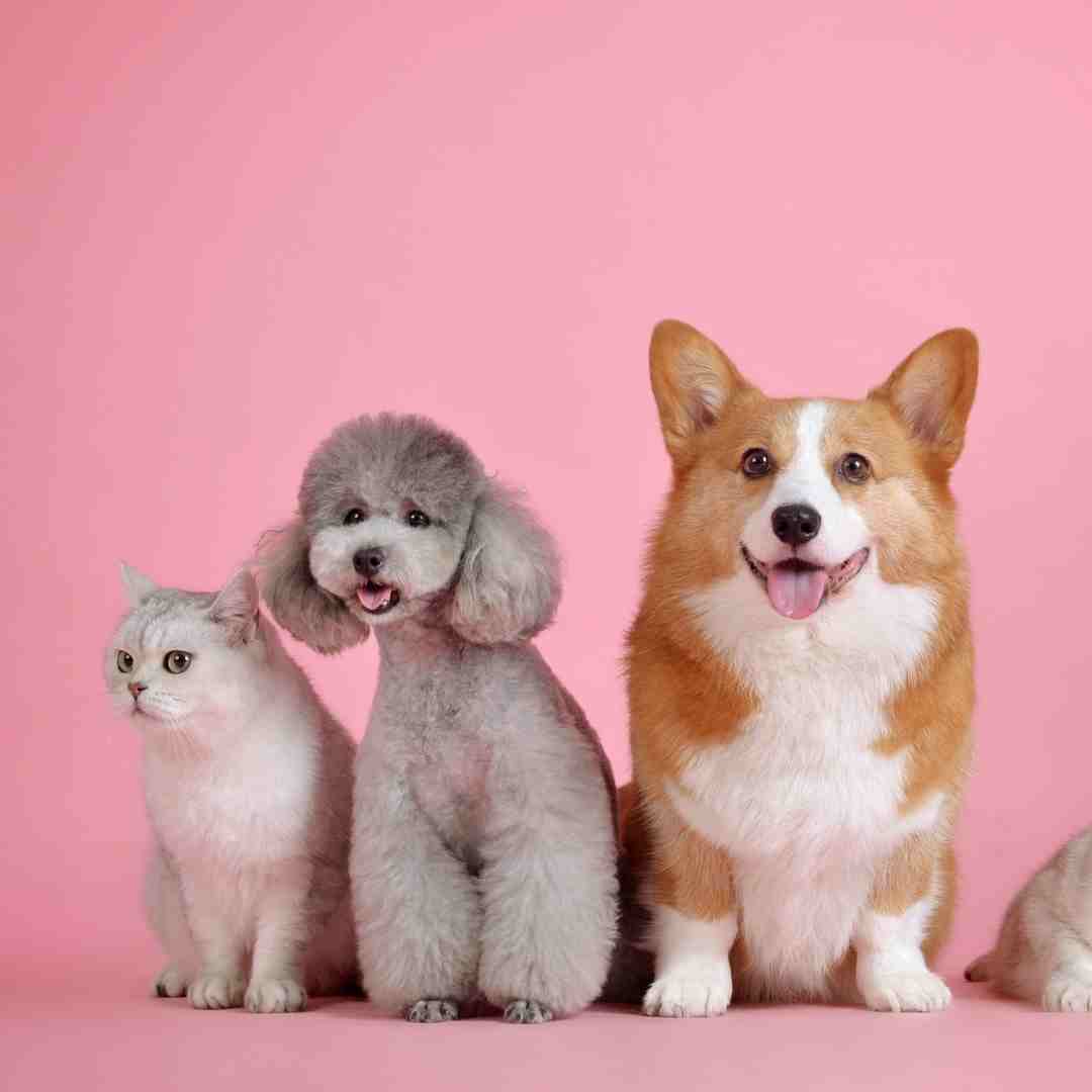 A corgi, poodle, and small white car sit together in front of a pink background.